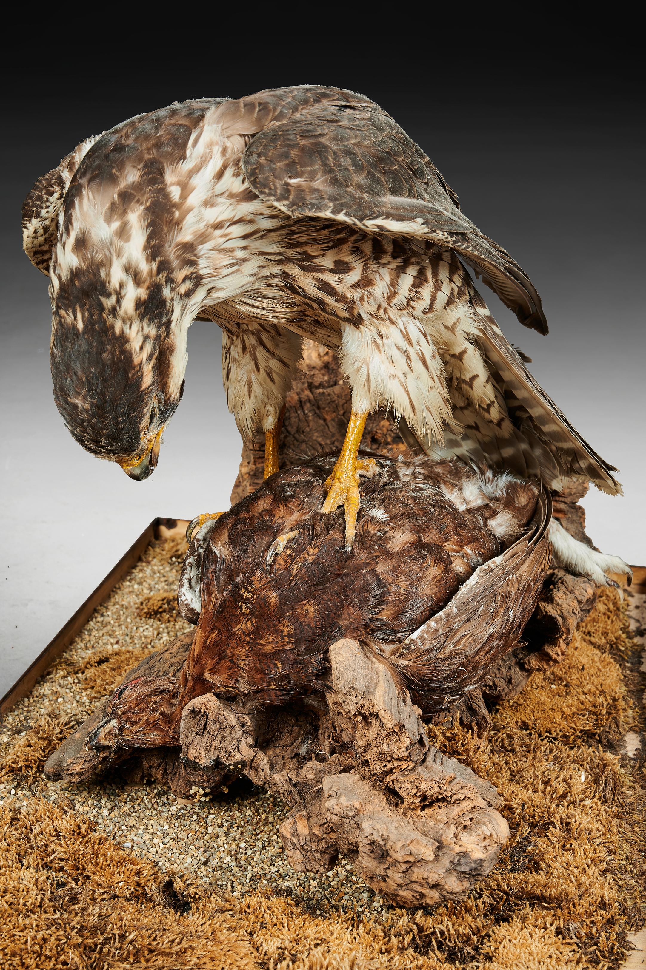 Victorian Cased Taxidermy Hawk with Grouse as Prey 1