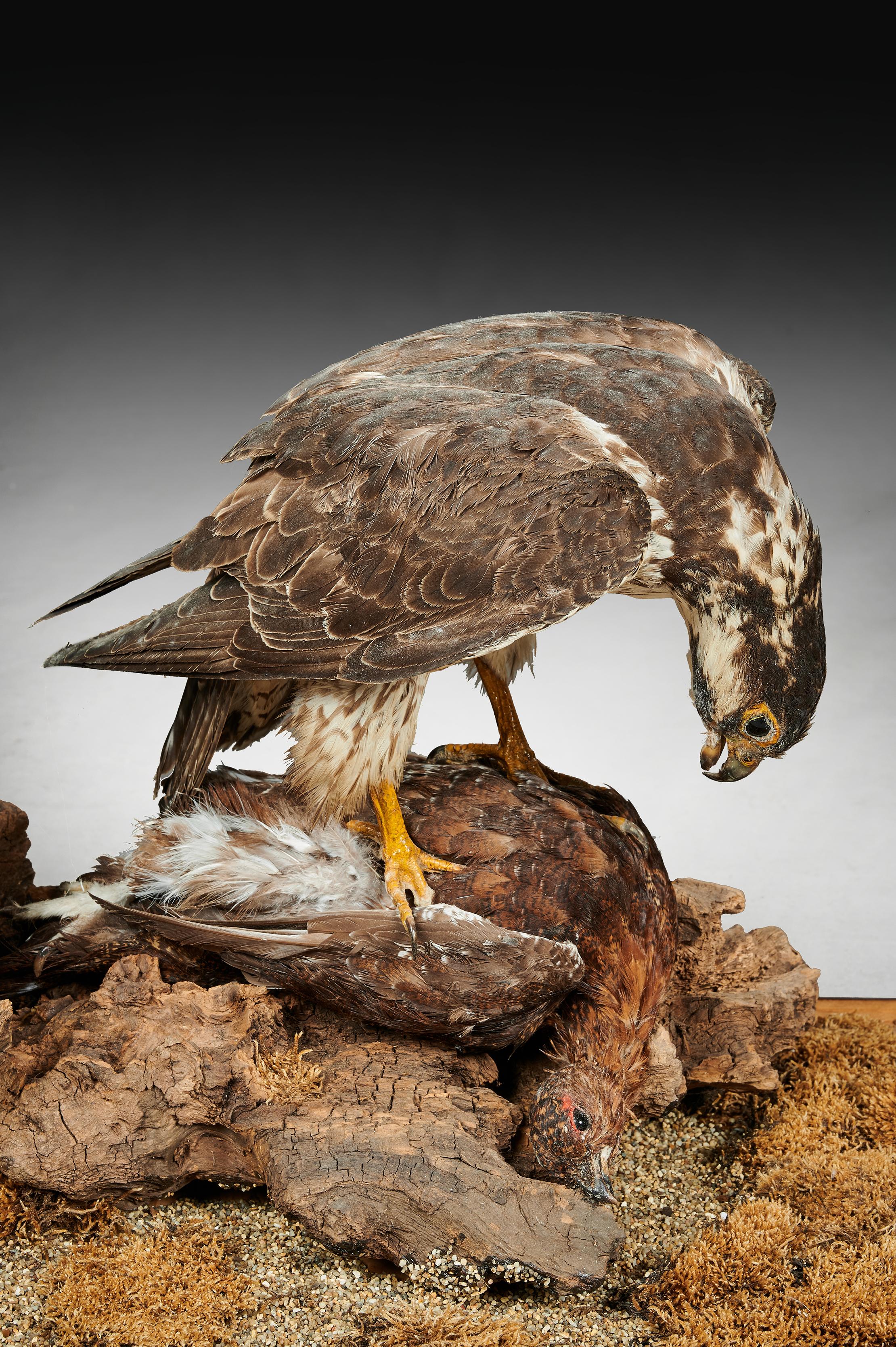 Victorian Cased Taxidermy Hawk with Grouse as Prey 2