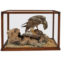 Victorian Cased Taxidermy Hawk with Grouse as Prey