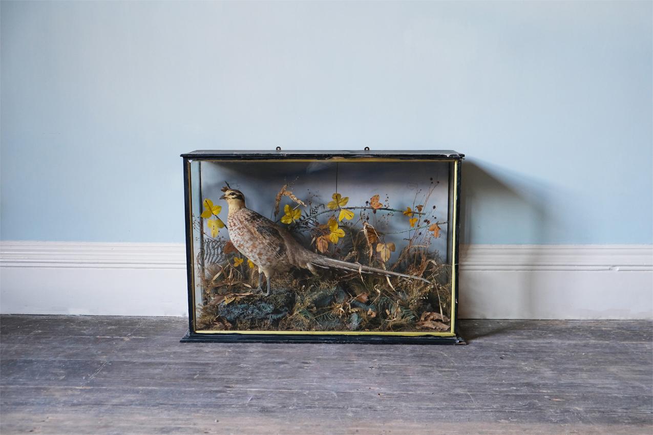Viktorianische Taxidermie eines Fasans in natürlichem Habitat.

Abmessungen: H 55,5 x B 80 x T 23 cm.