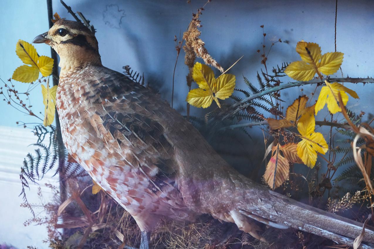 English Victorian Cased Taxidermy, Pheasant For Sale