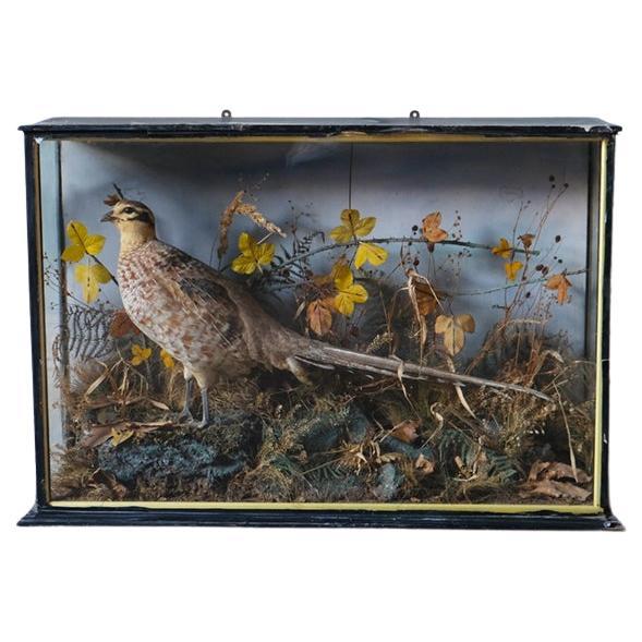 Victorian Cased Taxidermy, Pheasant For Sale