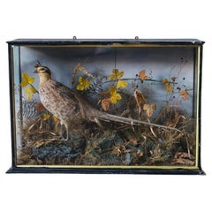 Victorian Cased Taxidermy, Pheasant