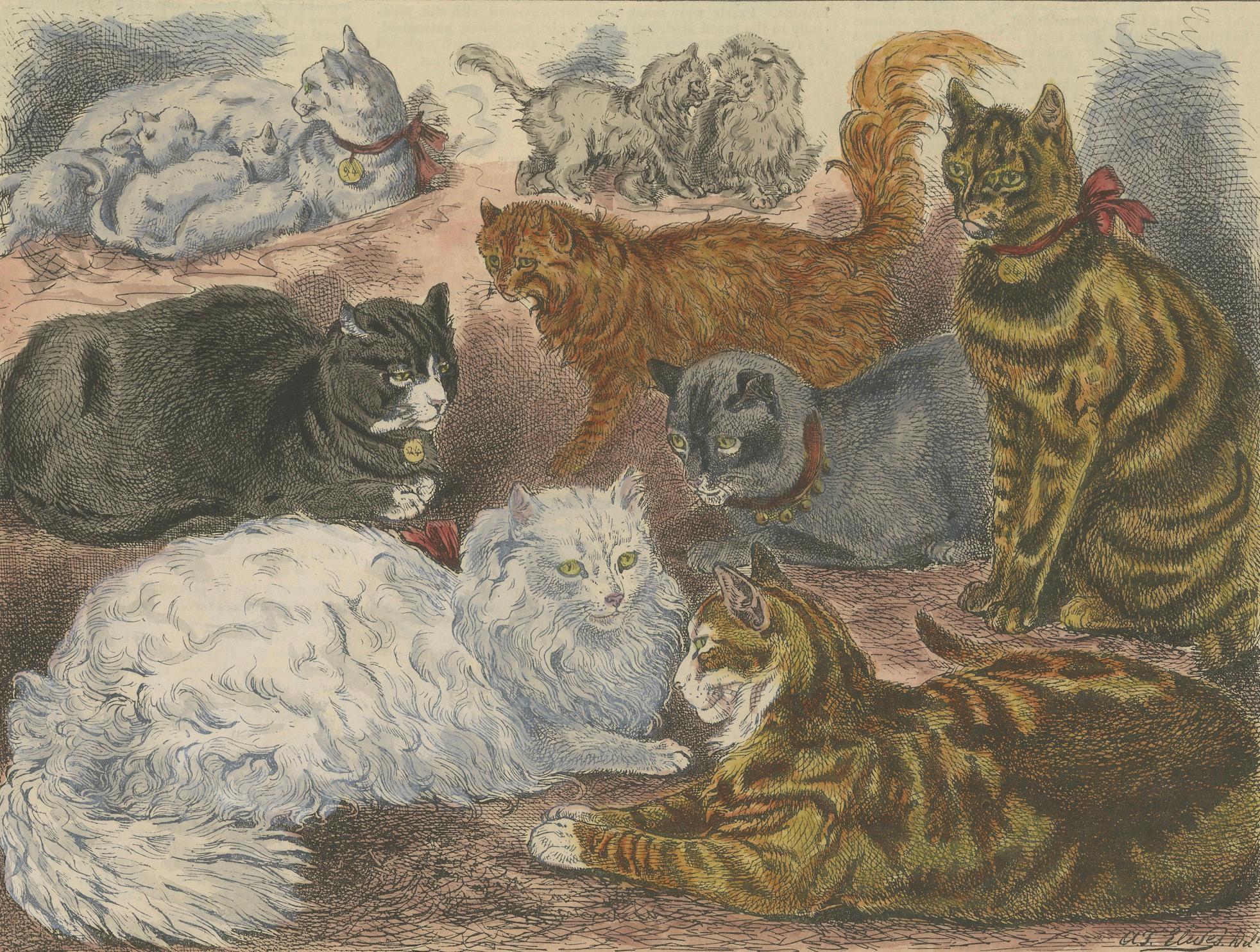 Victorian Cats on Display: Woodcut from the Albert Palace Cat Show, ca.1890 In Good Condition For Sale In Langweer, NL