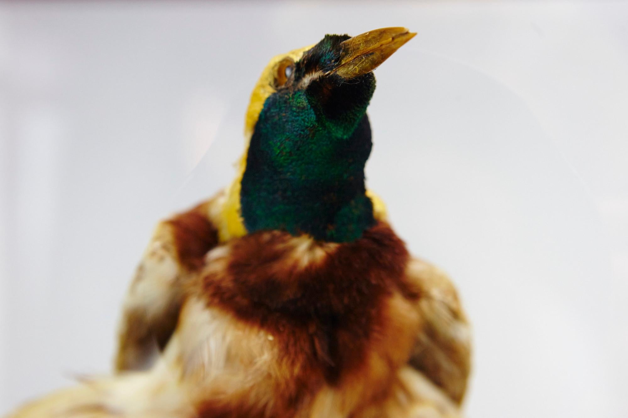 victorian taxidermy birds