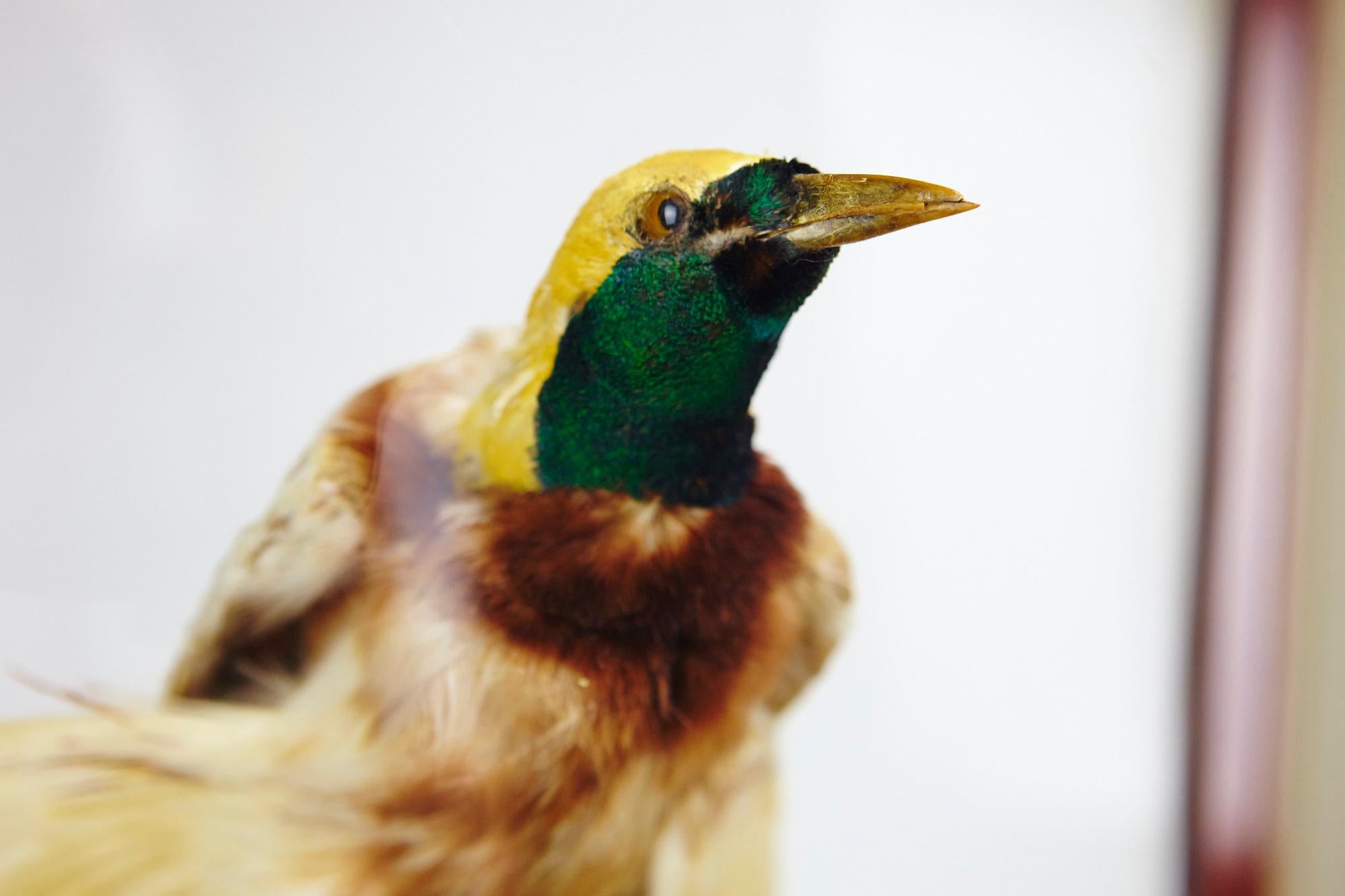 Vitrine victorienne avec oiseaux de paradis par Jane C. Ward en vente 1