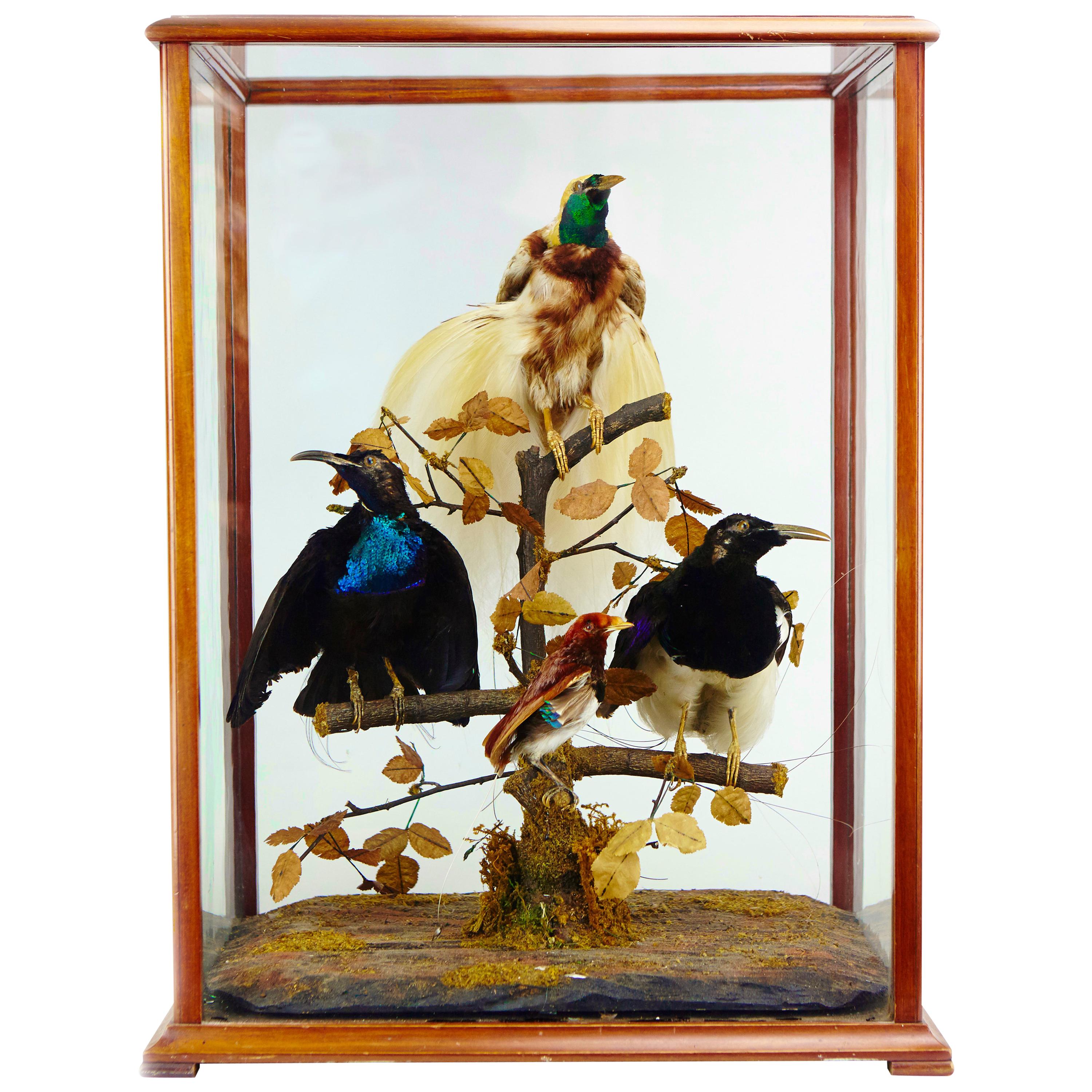 Victorian Display with Taxidermy Birds of Paradise by Jane C. Ward