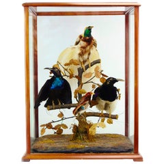 Vitrine victorienne avec oiseaux de paradis par Jane C. Ward