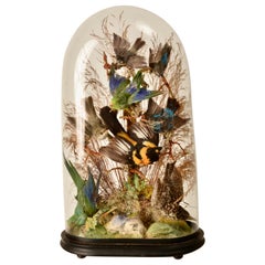 Victorian Dome Featuring Taxidermy Song Birds, England 19th C