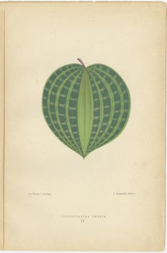 Victorian Elegance: A Trio of Ornamental Foliage from 1880 Paris