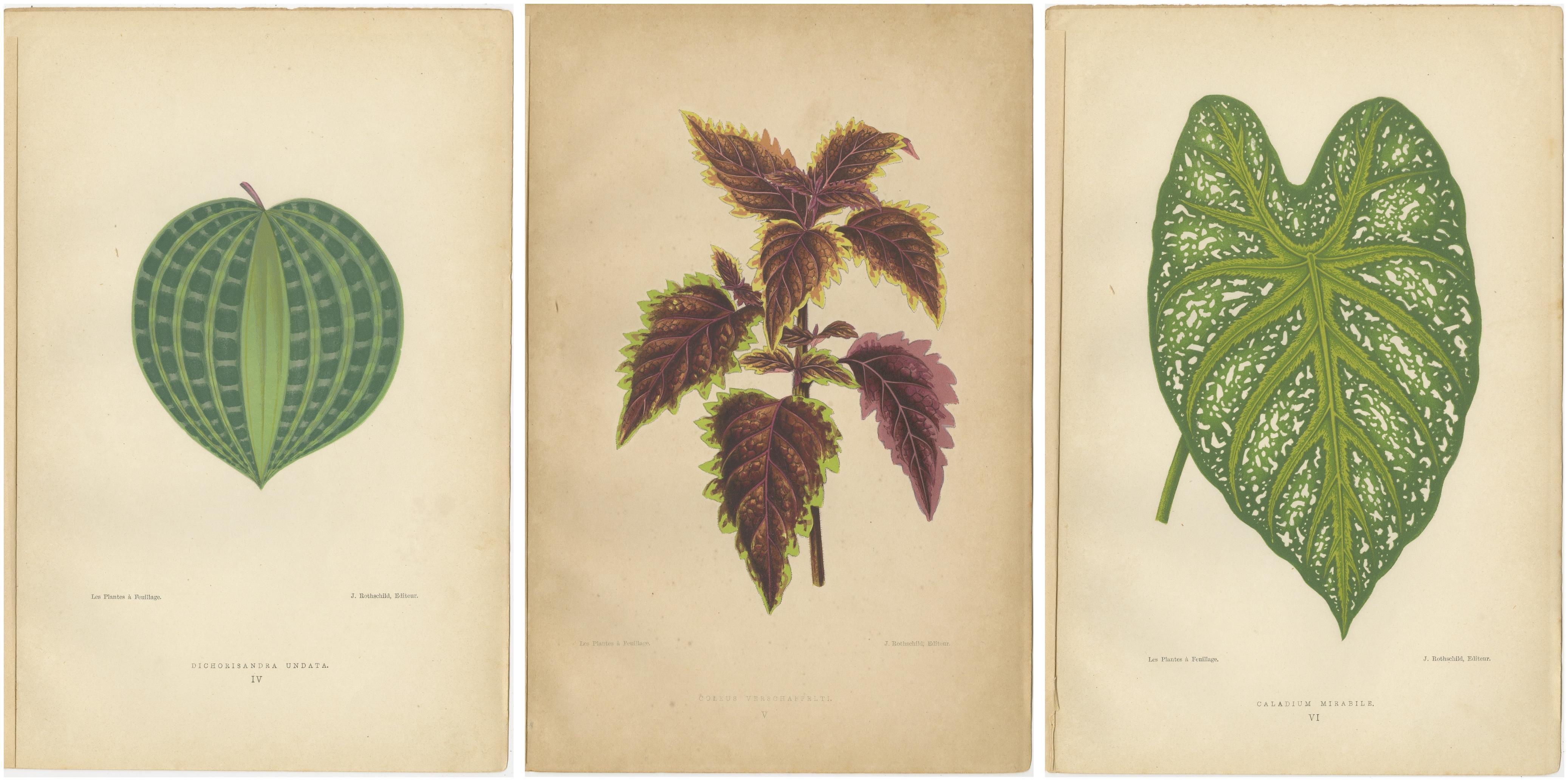 Paper Victorian Elegance: A Trio of Ornamental Foliage from 1880 Paris For Sale
