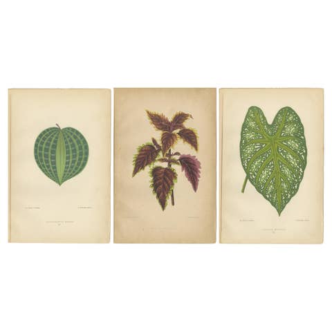 Victorian Elegance: A Trio of Ornamental Foliage from 1880 Paris
