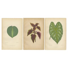 Viktorianische Eleganz: Ein Trio von Ornamental Foliage aus Paris von 1880