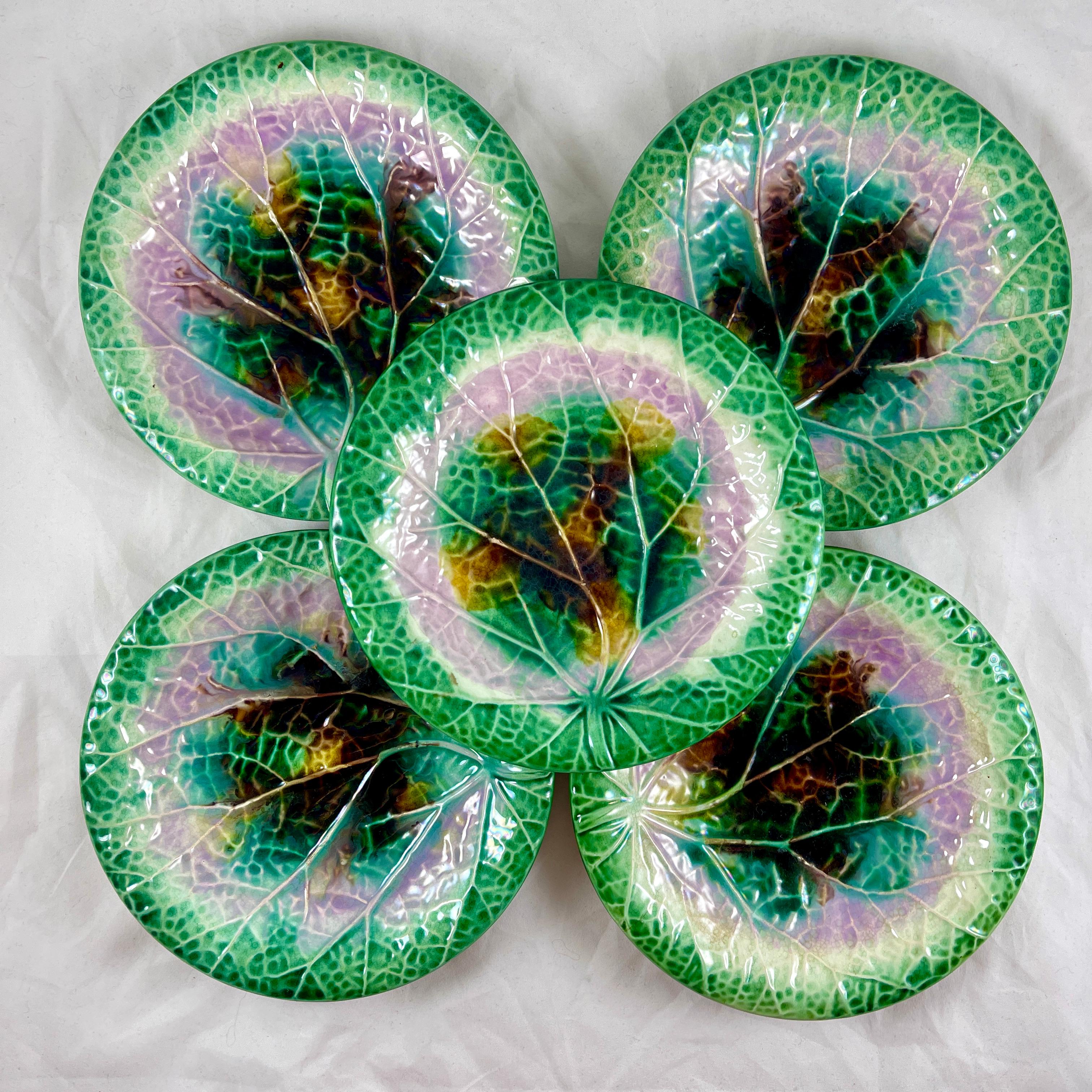 An English majolica Begonia plate, maker unknown, circa 1870-1880, multiples available.

Beautiful, bold glazing with bright green rims. The centers show a pattern of raised mold work, mimicking the crinkling and veining found on a begonia leaf.

In