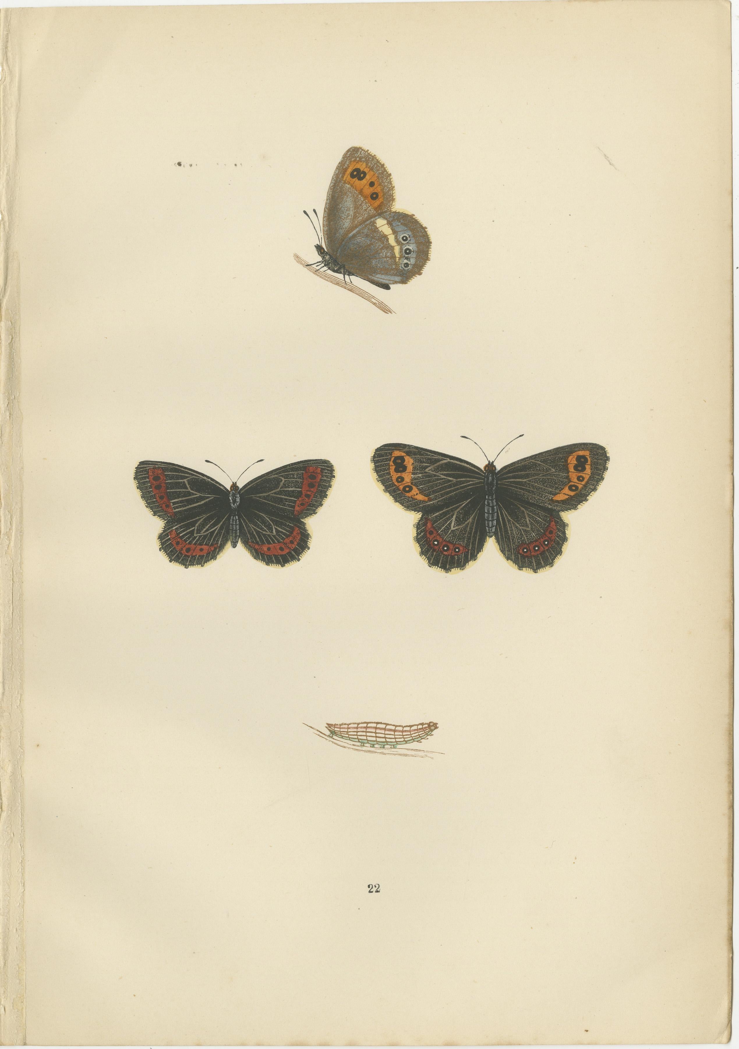 The butterflies depicted in the plates are special, both historically in the context of British lepidopterology and scientifically in terms of their morphology and behavior.

1. **Arran Brown (Erebia ligea)** - The image labeled 