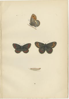 Victorian Era British Lepidoptera: A Hand-Colored Legacy, 1890