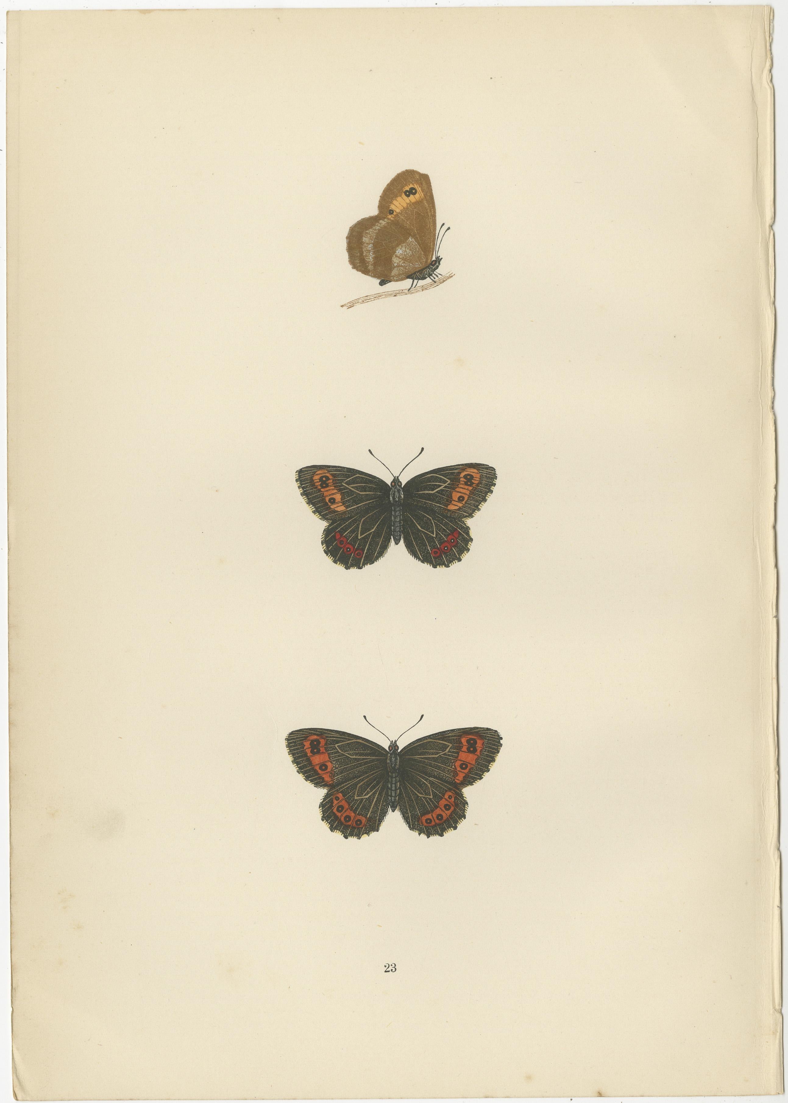 Victorian Era British Lepidoptera: A Hand-Colored Legacy, 1890 In Good Condition For Sale In Langweer, NL