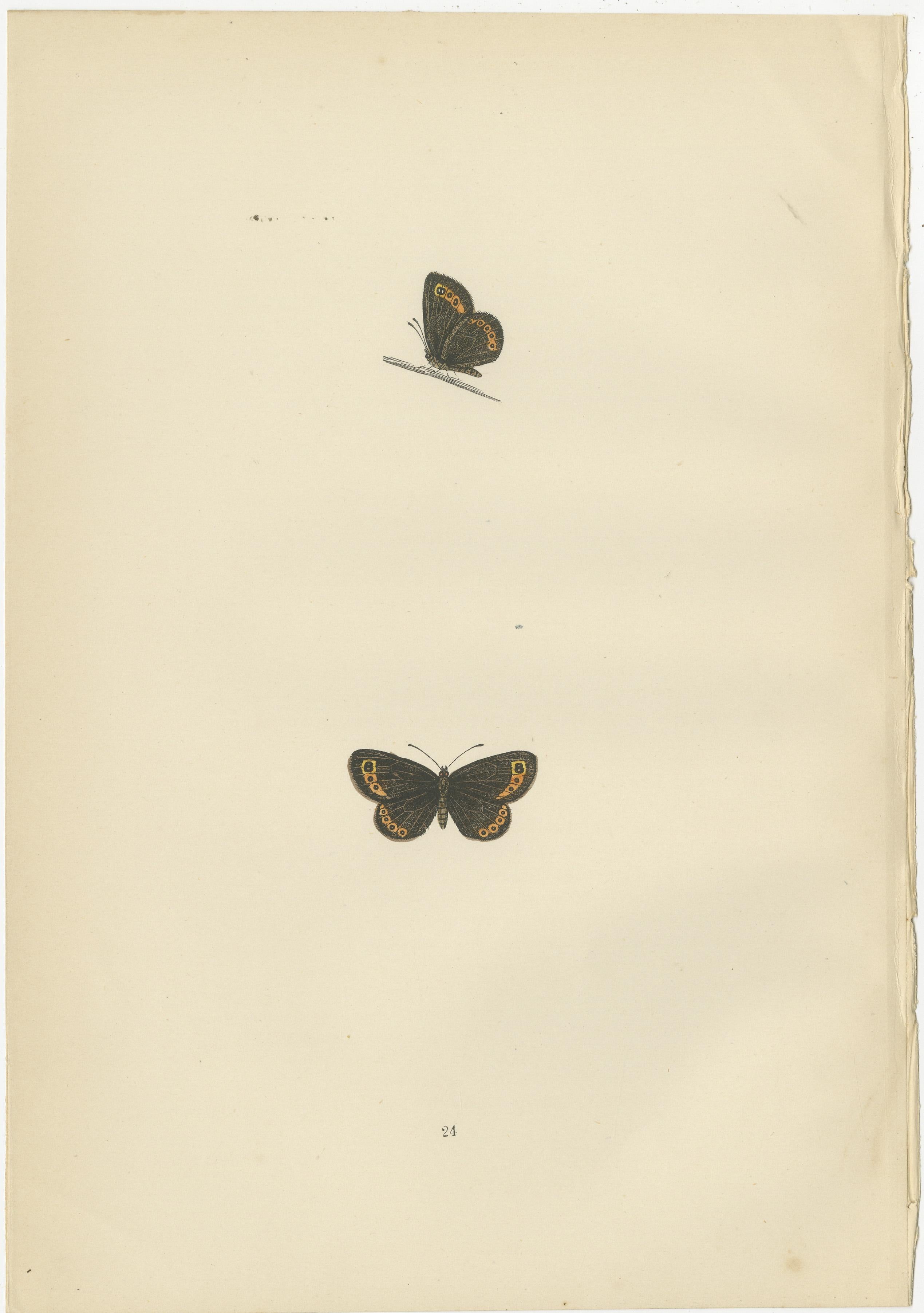 Late 19th Century Victorian Era British Lepidoptera: A Hand-Colored Legacy, 1890 For Sale