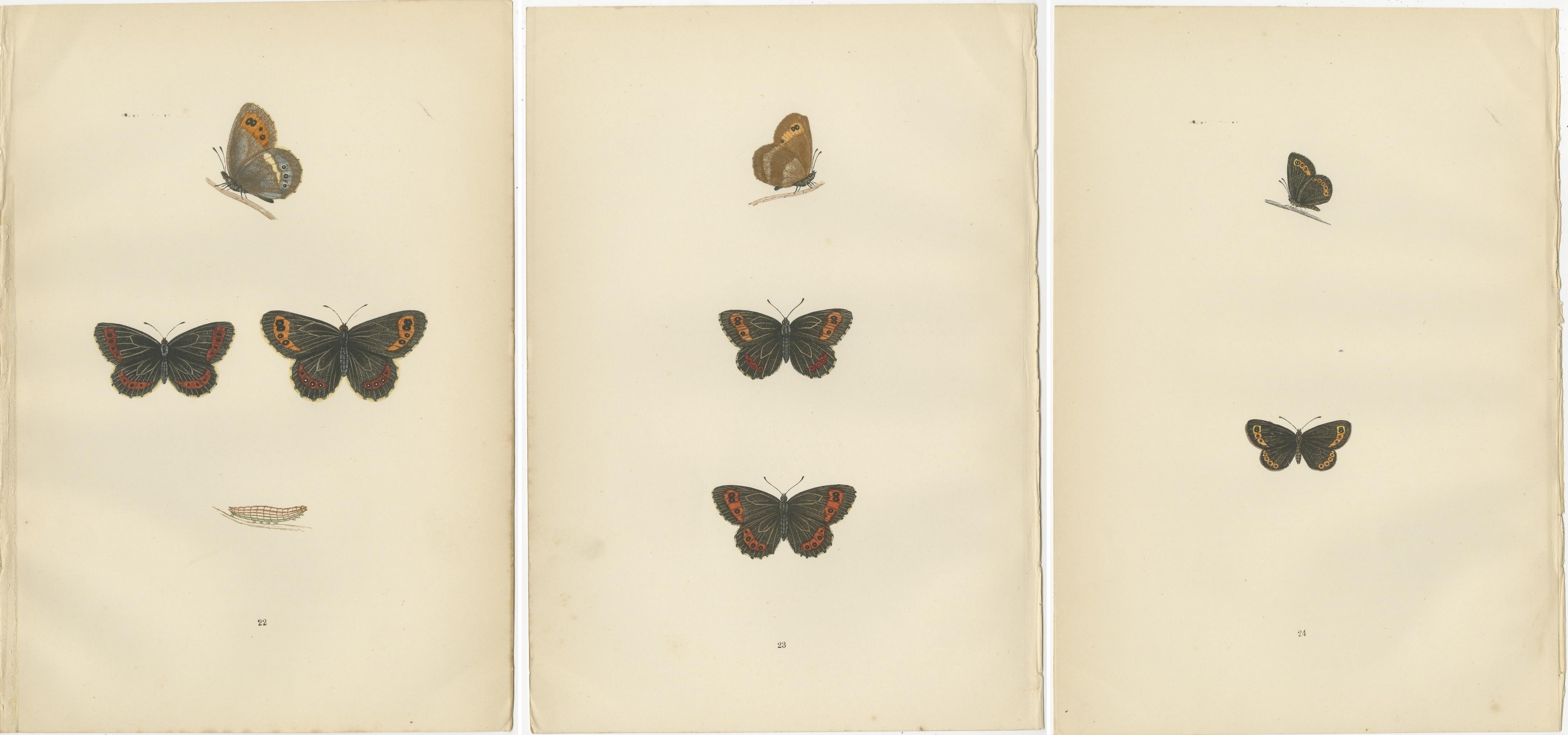 Paper Victorian Era British Lepidoptera: A Hand-Colored Legacy, 1890 For Sale