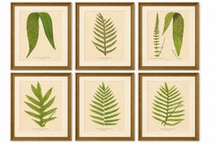 Victorian Exotic Fern Lithograph Portfolio by E.J. Lowe, 1856 – Set of 6