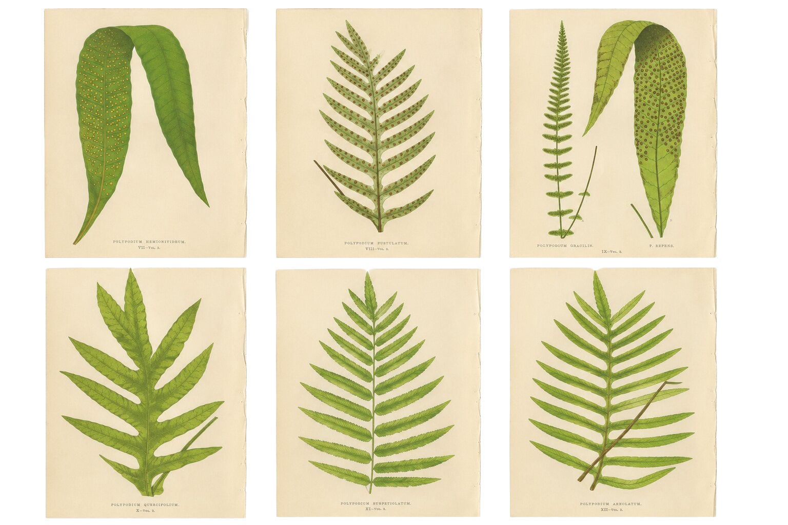 Victorian Exotic Fern Lithograph Portfolio by E.J. Lowe, 1856 – Set of 6