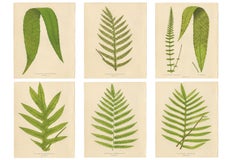 Victorian Exotic Fern Lithograph Portfolio by E.J. Lowe, 1856 – Set of 6