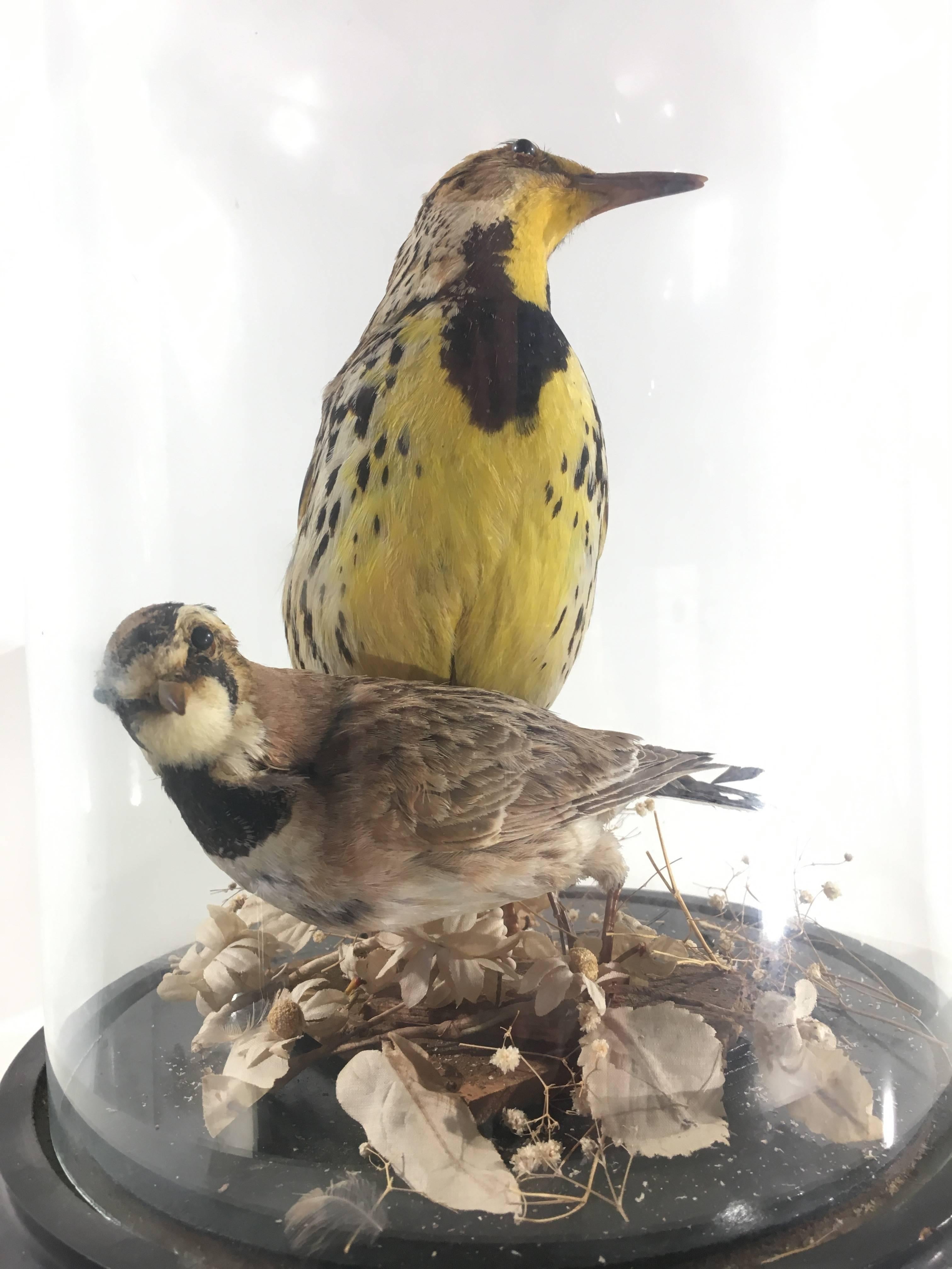 A domed case of taxidermy exotic birds on original ebony base. 
Contains 2 beautiful mounted birds. 

  