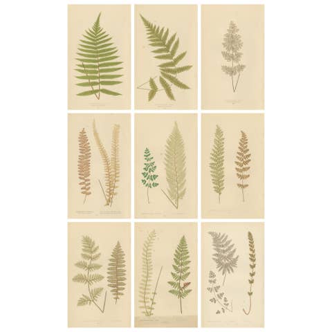 Victorian Fern Botanical Prints, Exotic Decorative Plant Studies Set 1856
