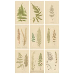 Victorian Fern Botanical Prints, Exotic Decorative Plant Studies Set 1856