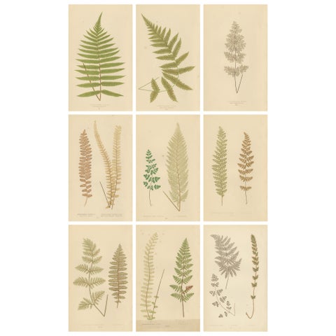 Victorian Fern Botanical Prints, Exotic Decorative Plant Studies Set 1856