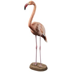 Taxidermie d'un flamant rose victorien 'Phoenicopteridae'