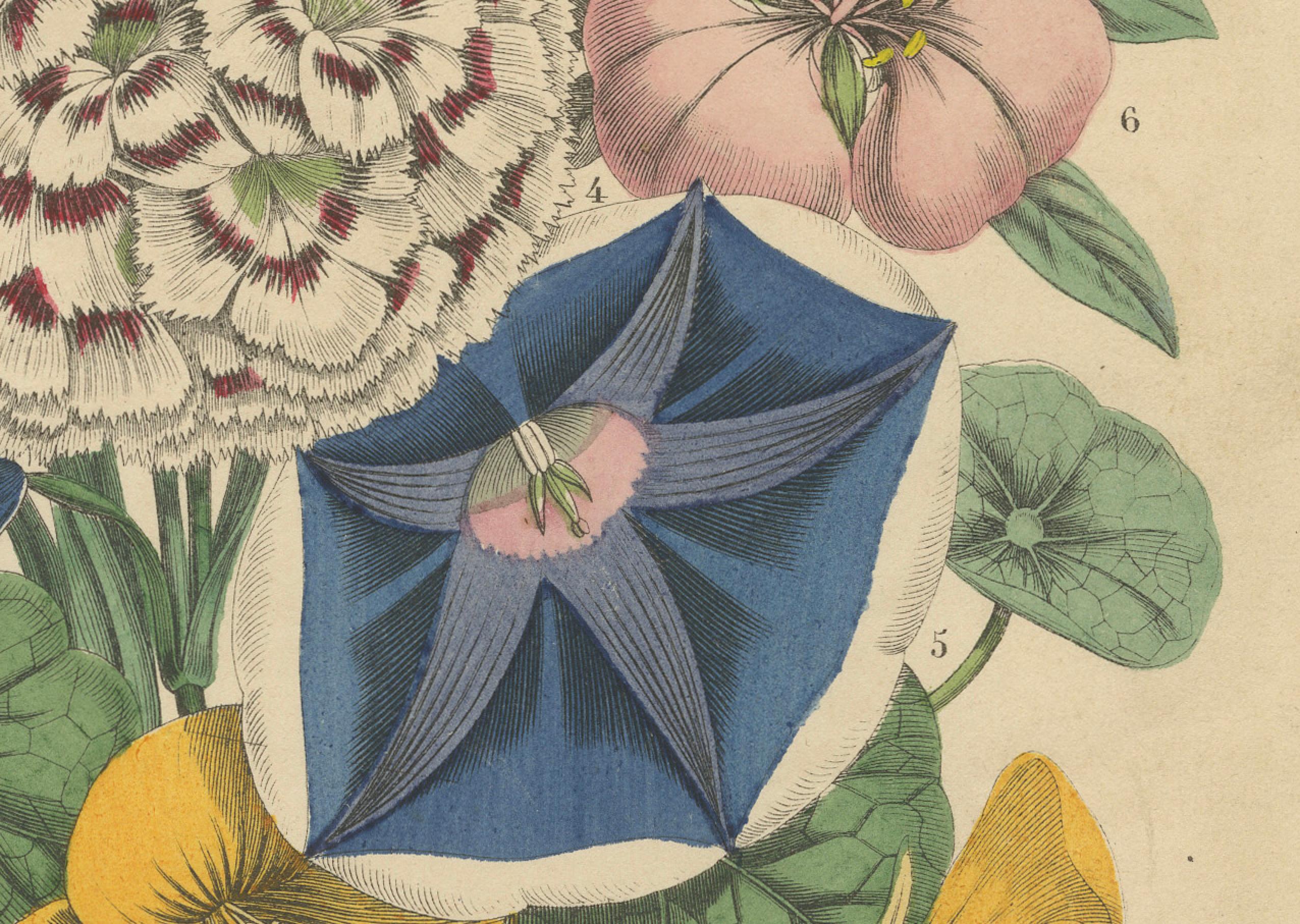 Bouquet floreale vittoriano con fiori da giardino dal Libro dei Mondi, 1863

Questa litografia botanica riccamente colorata è una lastra originale colorata a mano dell'edizione del 1863 del *Libro dei Mondi* (Buch der Welt), una pubblicazione di