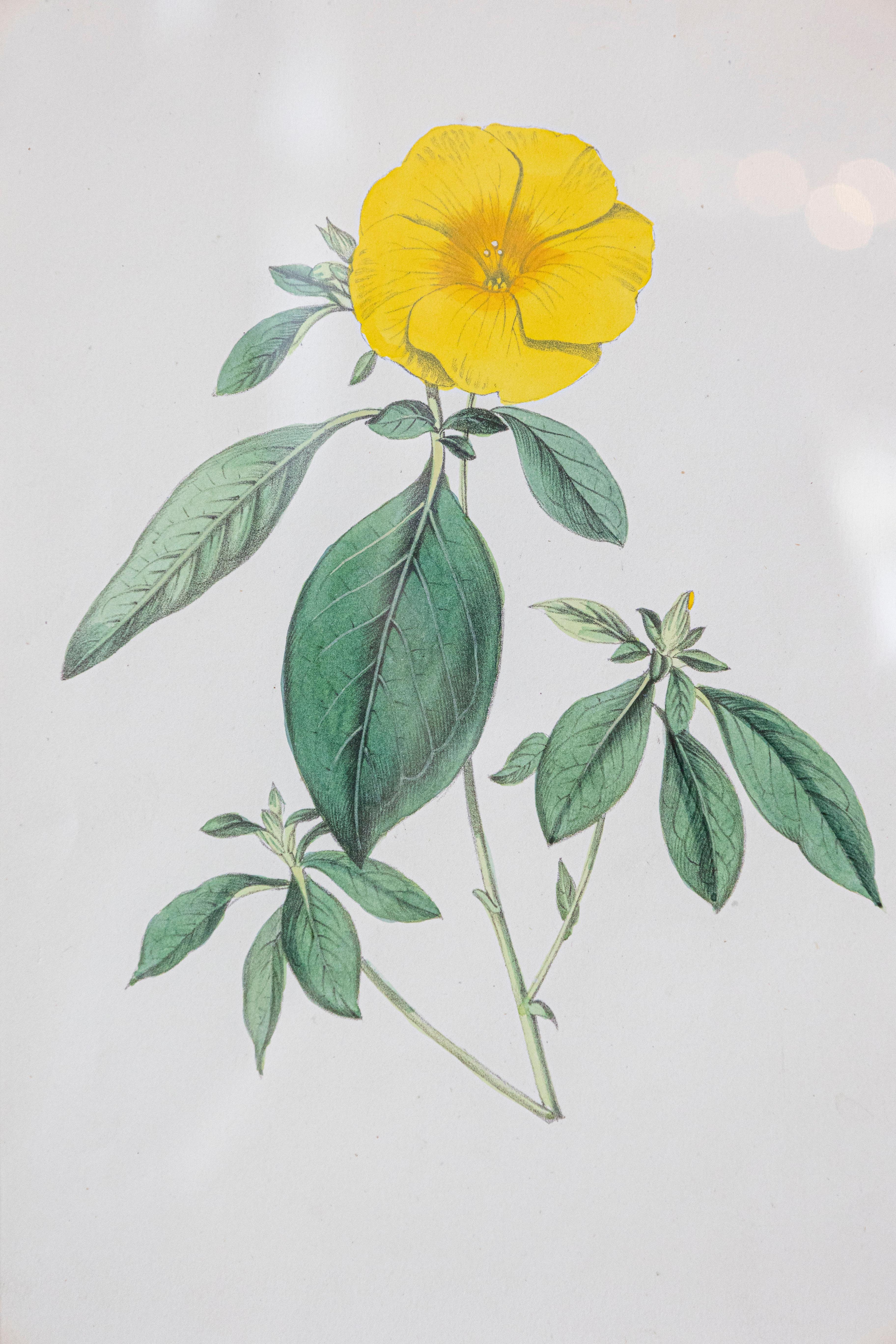 Estampas florales victorianas del Museo de las Flores por Mary Elizabeth Rosenberg siglo XIX en venta
