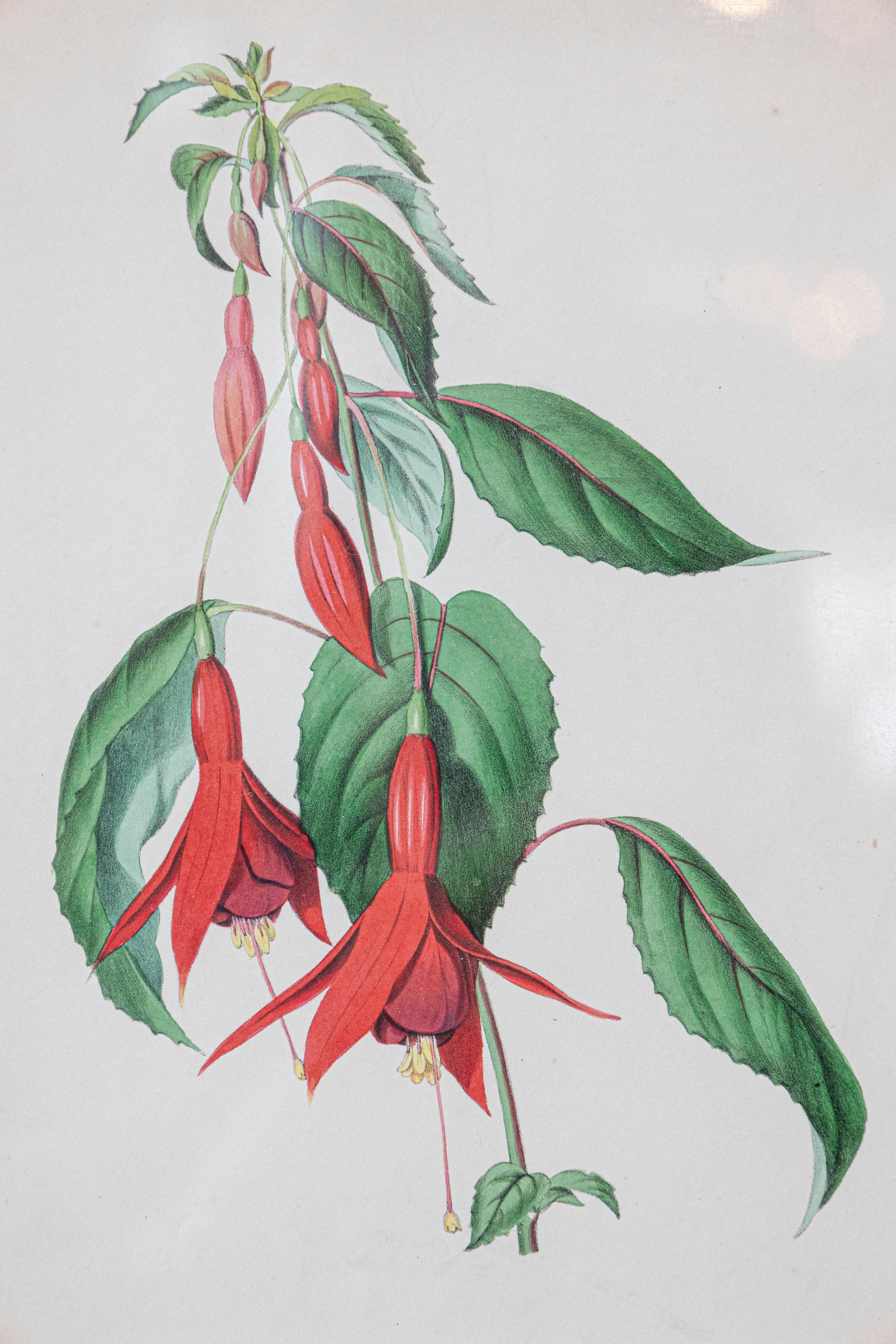 Estampas florales victorianas del Museo de las Flores por Mary Elizabeth Rosenberg Victoriano en venta