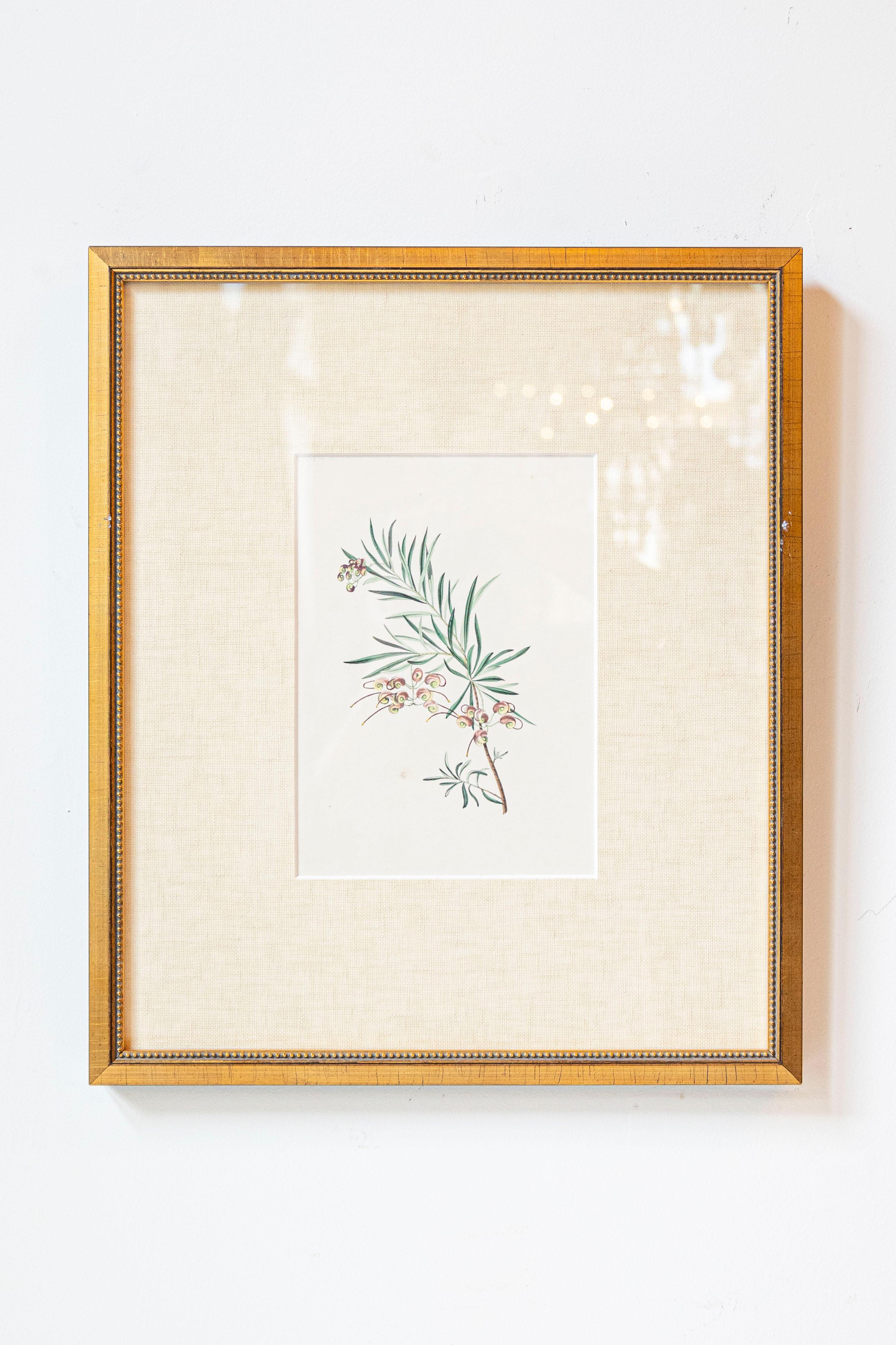 Estampas florales victorianas del Museo de las Flores por Mary Elizabeth Rosenberg en venta 3