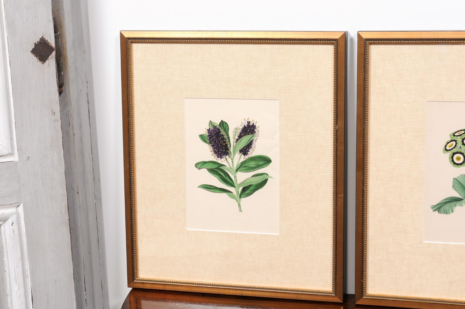  Victorian Floral Prints from The Museum of Flowers by Mary Elizabeth Rosenberg For Sale 11