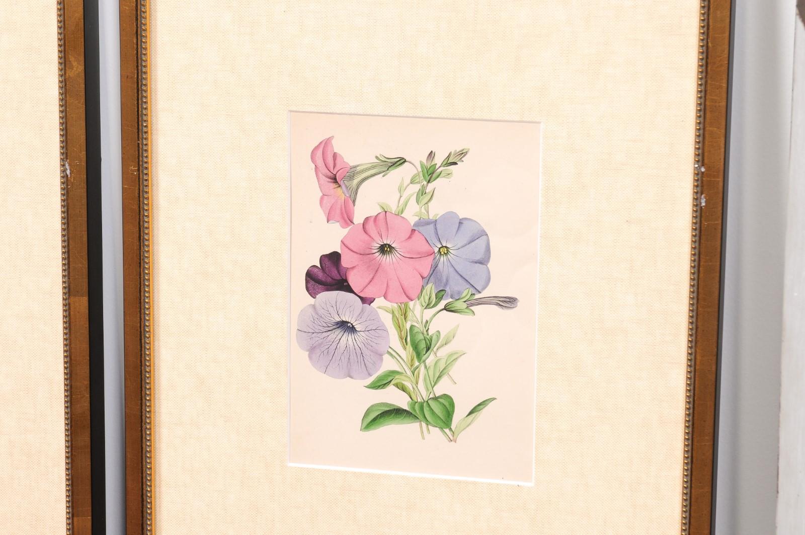  Victorian Floral Prints from The Museum of Flowers by Mary Elizabeth Rosenberg For Sale 13