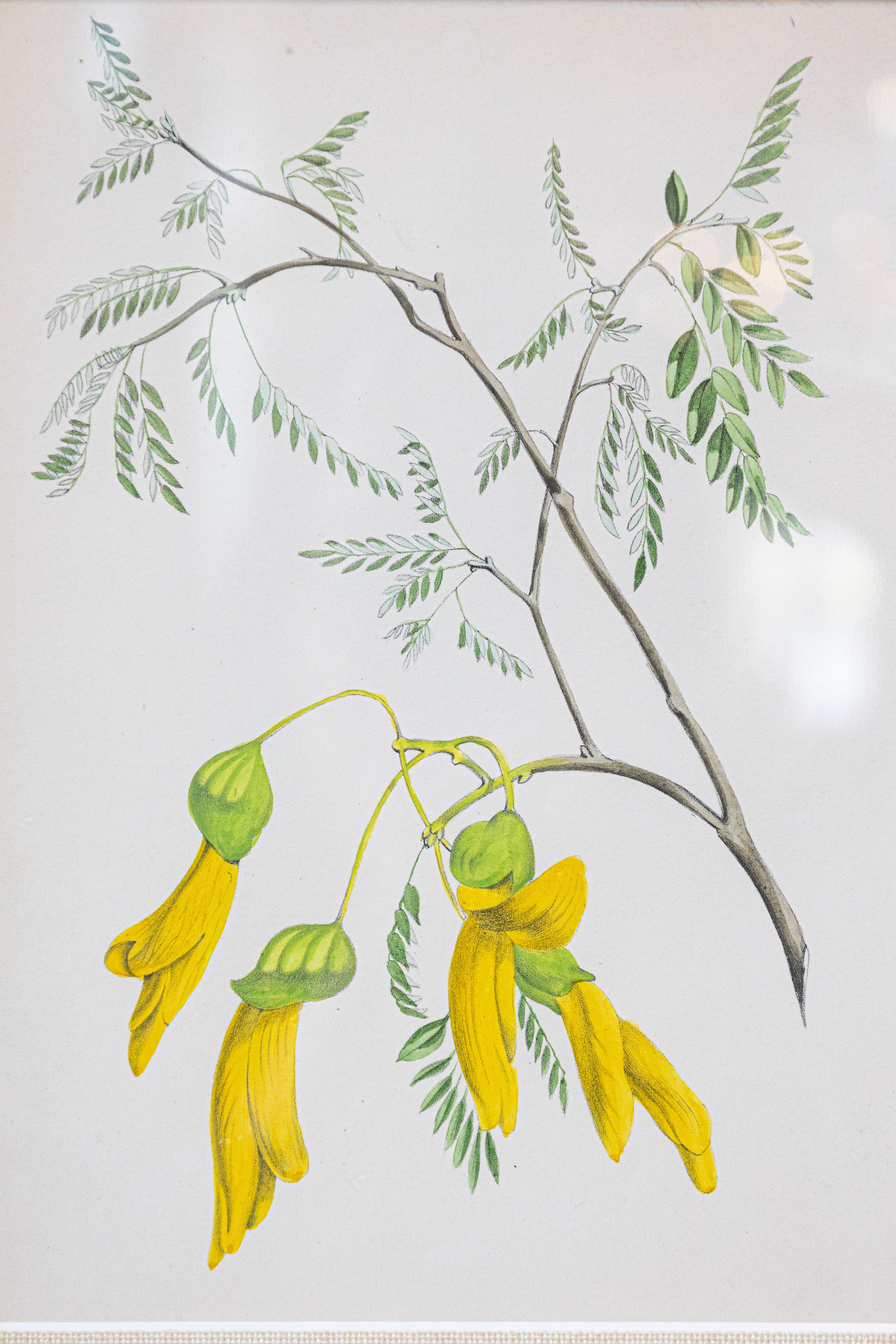 Estampas florales victorianas del Museo de las Flores por Mary Elizabeth Rosenberg en venta 2