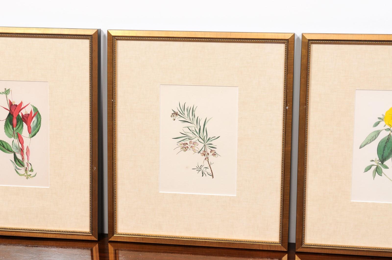  Victorian Floral Prints from The Museum of Flowers by Mary Elizabeth Rosenberg For Sale 2