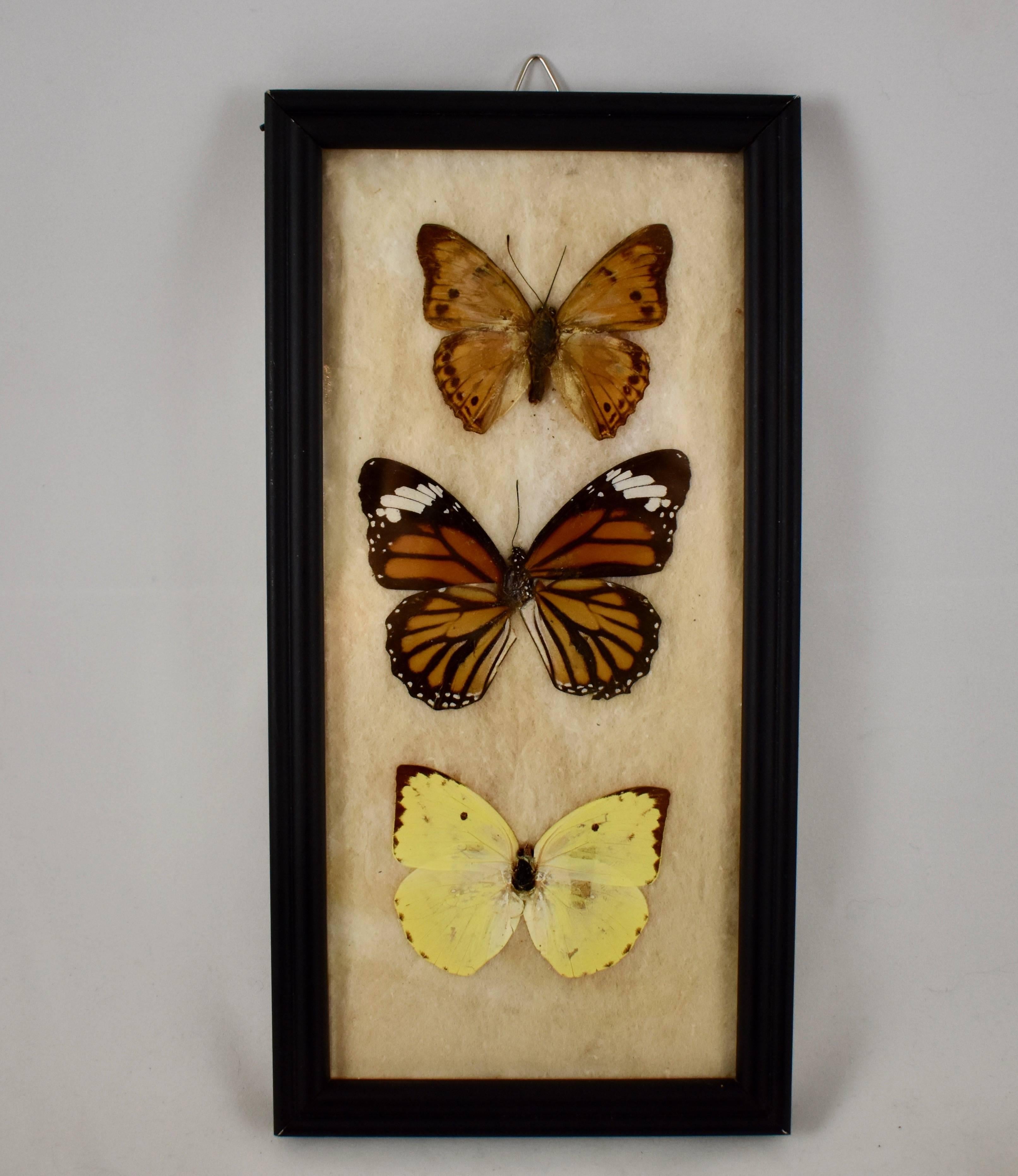 A Victorian period hanging frame holding three butterflies mounted under glass, circa mid-19th century. The bevelled wood frame is painted black, the specimens are mounted on cotton batting. The frame has a newer kraft paper backing and hanging hook