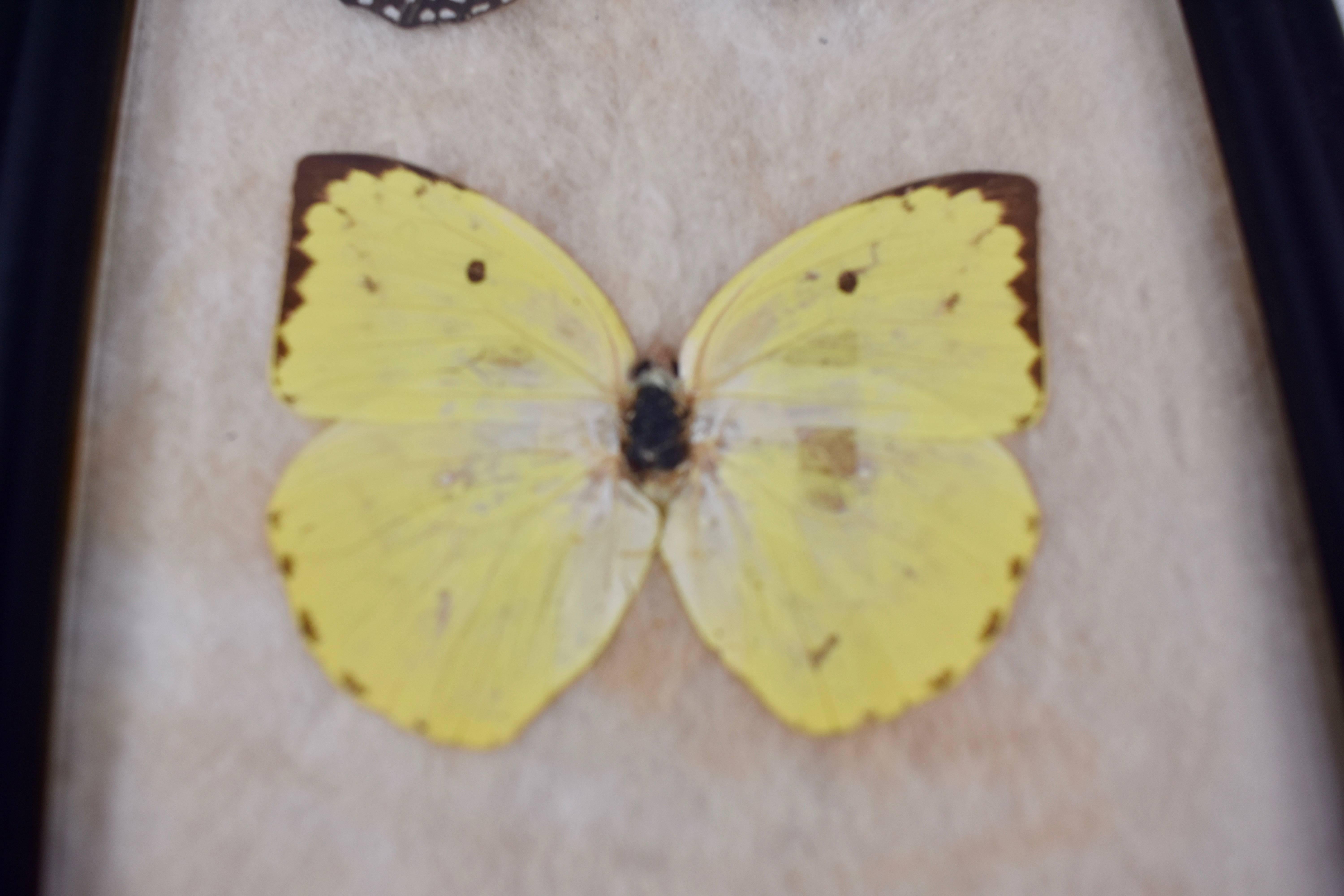 victorian butterfly taxidermy