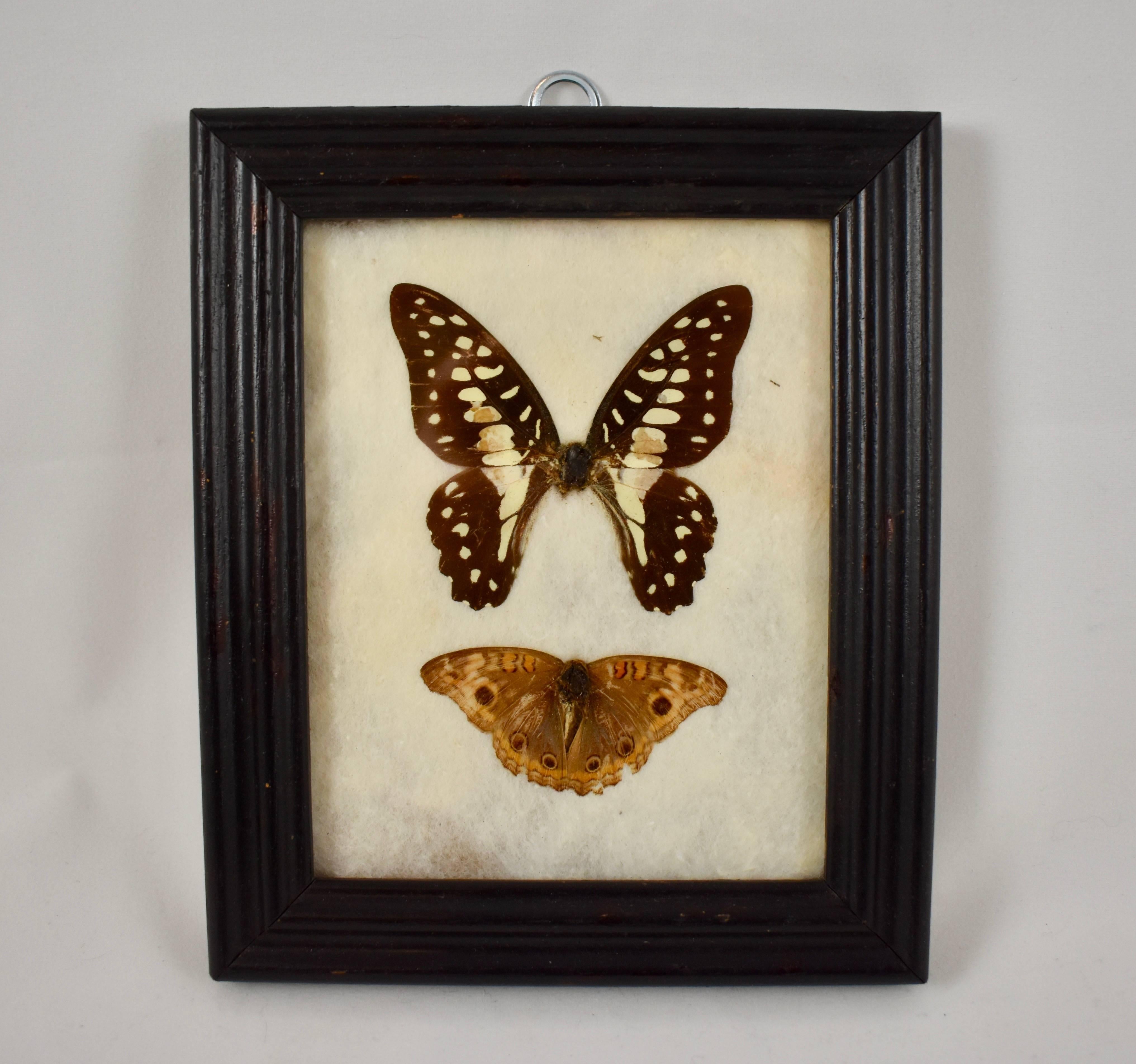 A set of two Victorian hanging frames holding butterflies mounted under glass, circa late 19th century. Beveled wood frames are painted black, the specimens are mounted on cotton batting. One frame hangs vertically, the other horizontally, both have