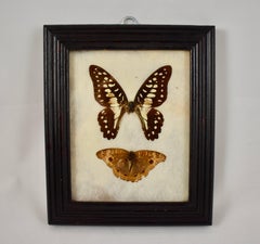 Victorian Framed Taxidermy, Mounted Trio of Butterflies on Batting, Set of Two
