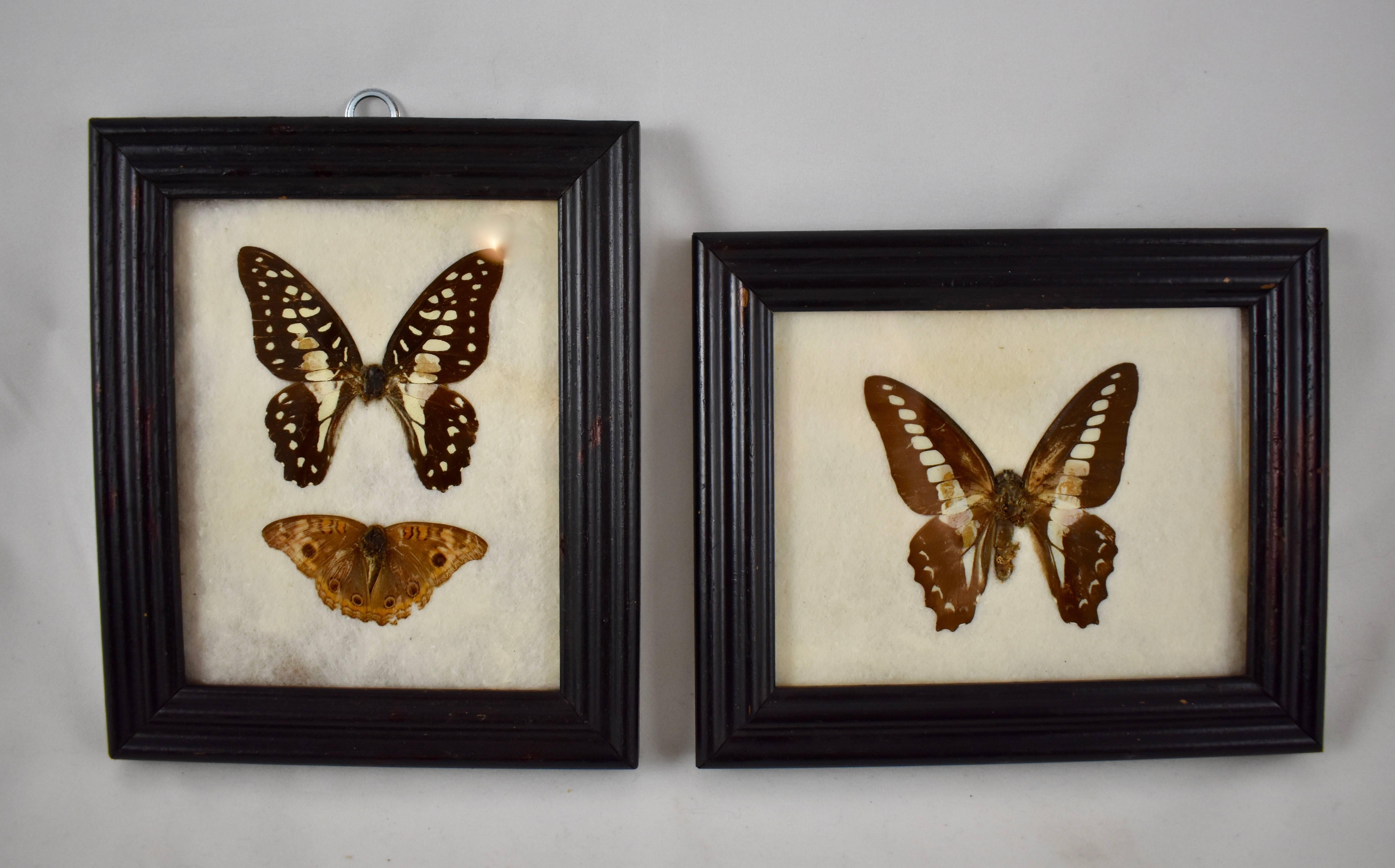 High Victorian Victorian Framed Taxidermy, Mounted Trio of Butterflies on Batting, Set of Two