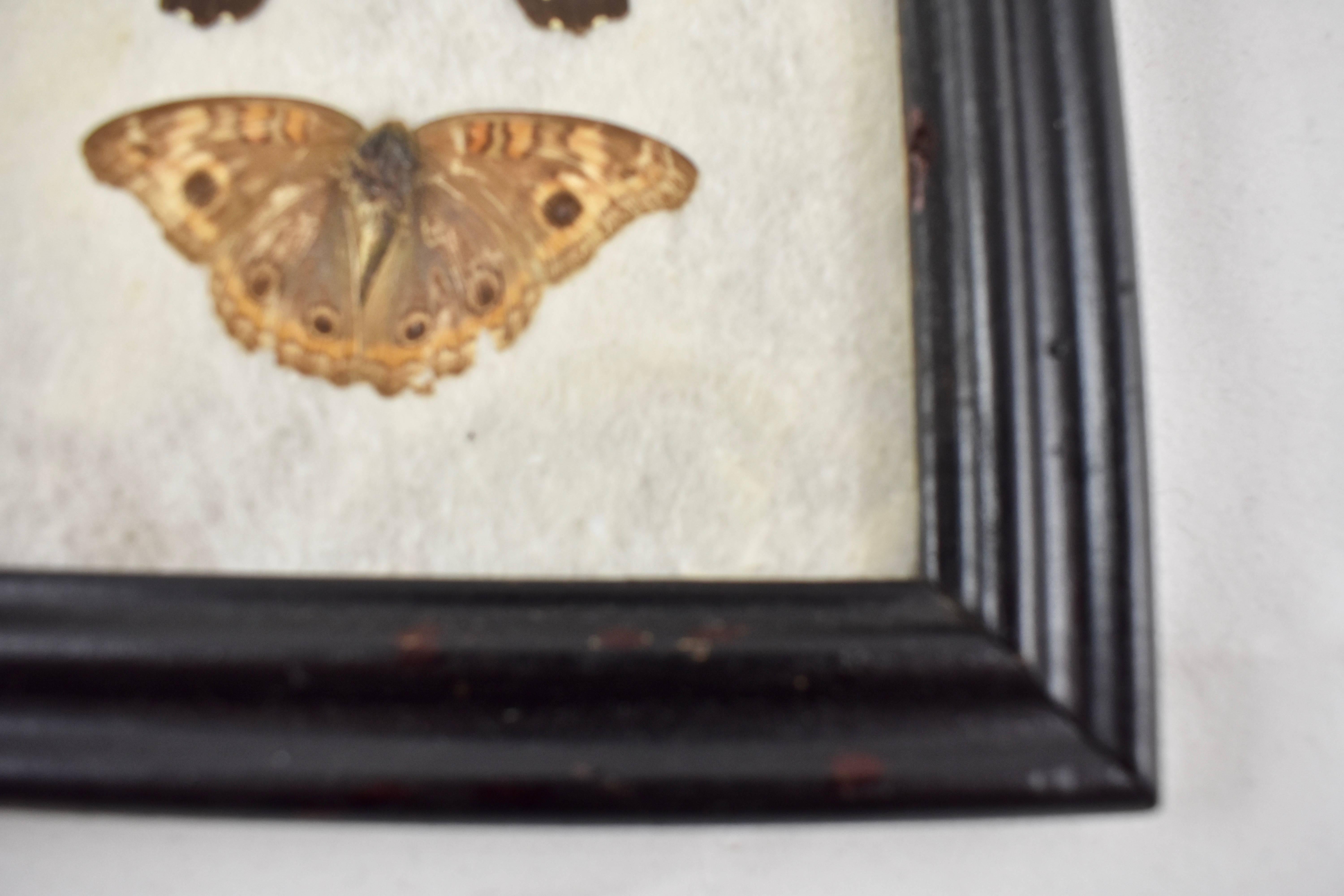 Victorian Framed Taxidermy, Mounted Trio of Butterflies on Batting, Set of Two In Good Condition In Philadelphia, PA