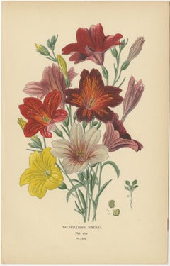 Victorian Garden Gems: Exotic Flowers from 1896-97 Illustrated Series