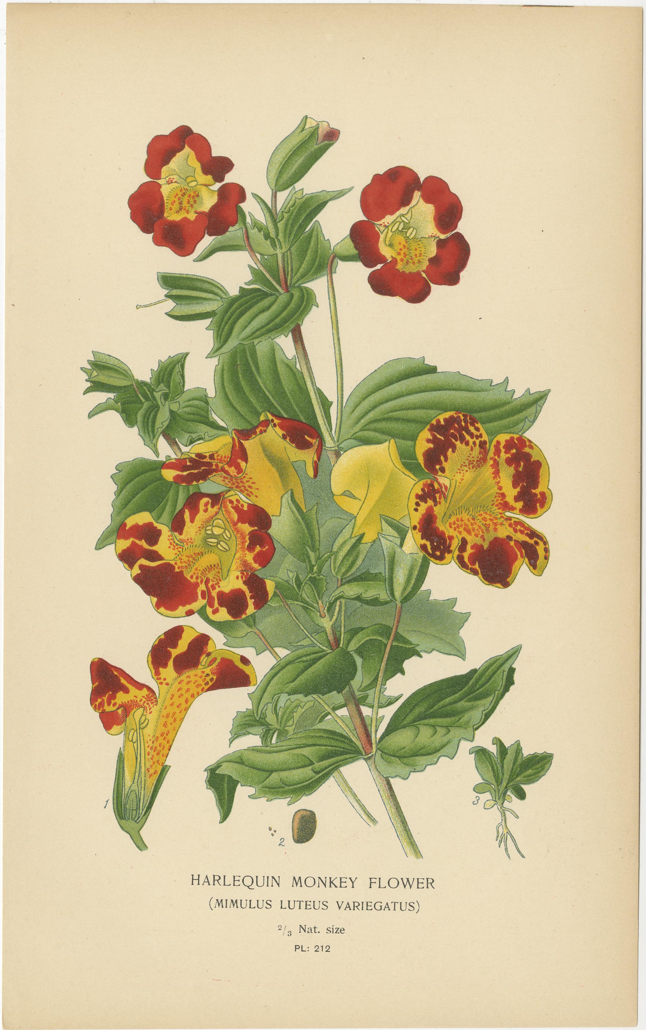 Joyas del Jardín Victoriano: Flores exóticas de 1896-97 Serie ilustrada Fines del siglo XIX en venta