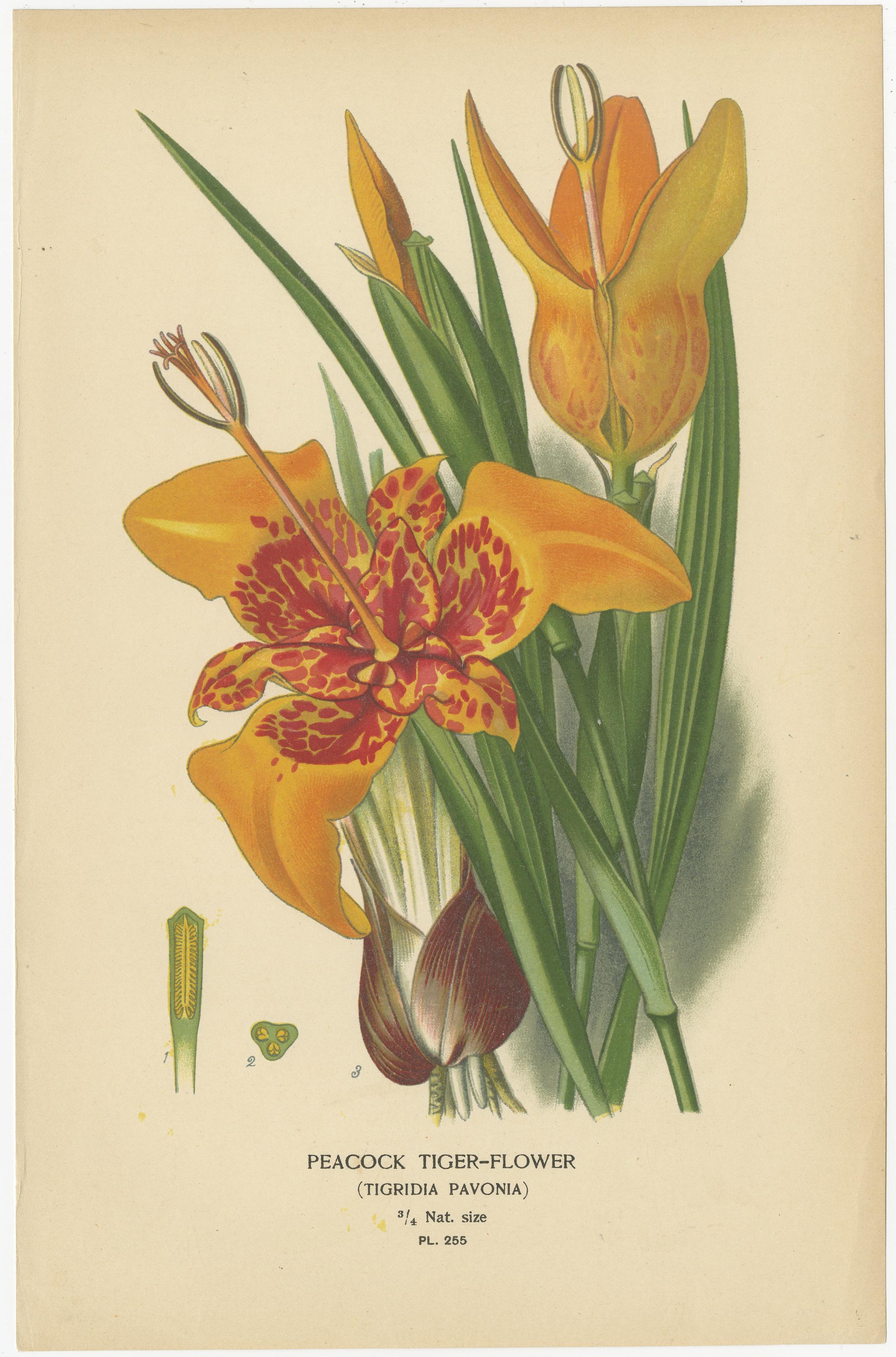 Joyas del Jardín Victoriano: Flores exóticas de 1896-97 Serie ilustrada Papel en venta