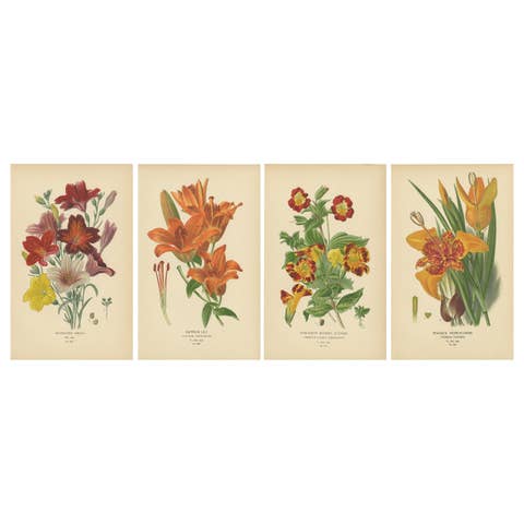 Victorian Garden Gems: Exotic Flowers from 1896-97 Illustrated Series
