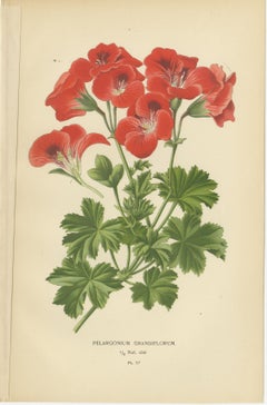 Victorian Geranium Elegance: A Triptych of Horticultural Art, 1896